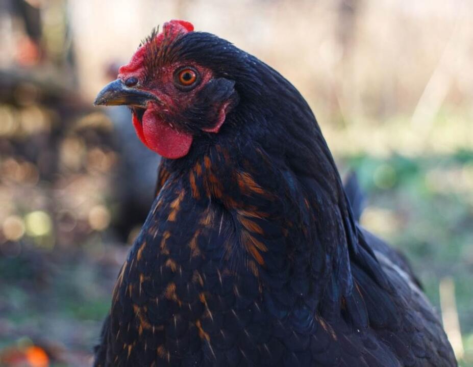 Ferme avicole - Vente de poulet 